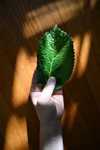 Close-up of hand holding leaves