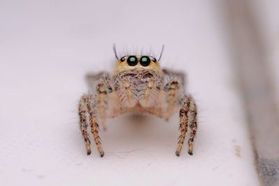 Close-up of spider