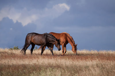 Horses grazing on landscape against the sky