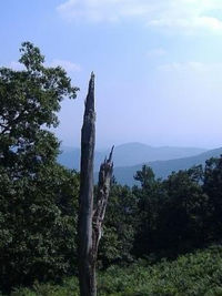 Trees in forest against sky