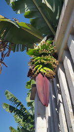 Low angle view of tree
