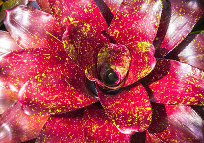 Close-up of multi colored leaves