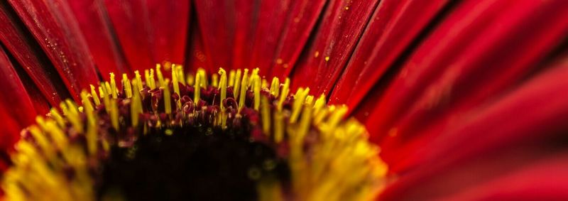 Close-up of red flower