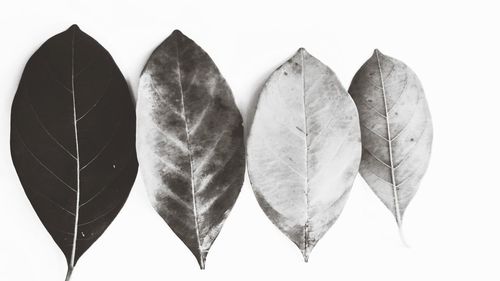 Close-up of leaves against white background