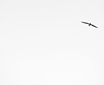 Low angle view of birds flying over white background