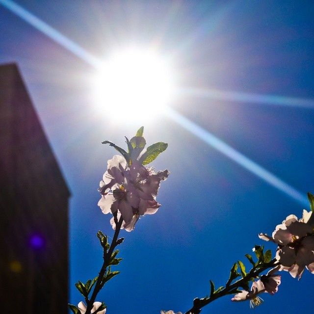 flower, low angle view, sun, growth, freshness, fragility, blue, sunbeam, sunlight, nature, beauty in nature, sky, branch, clear sky, tree, lens flare, petal, blooming, sunny, in bloom