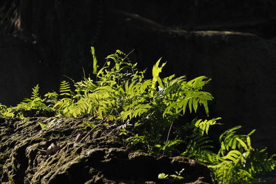 Close-up of fresh green plant against black background