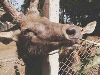 Close-up portrait of horse