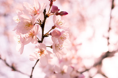 Close-up of pink cherry blossom