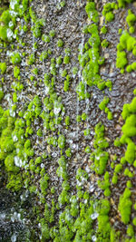 Close-up of moss growing on tree trunk