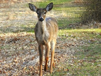 Portrait of deer standing on field