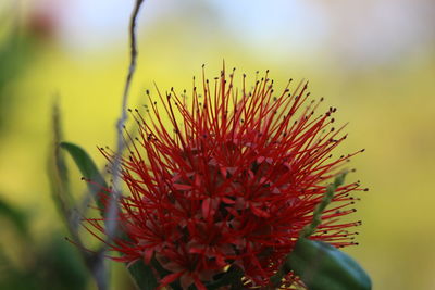 Close-up of red flower