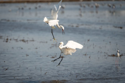 White birds flying over lake