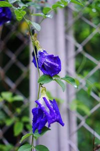 Close-up of purple flowering plant