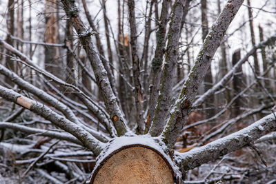 Snow covered trees in forest