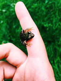 Close-up of human hand holding small
