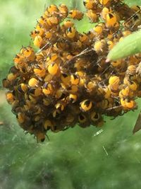 Close-up of bee on yellow flowers