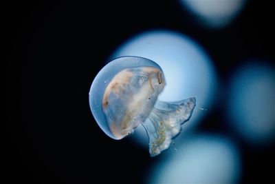Close-up of jellyfish at the aquarium 