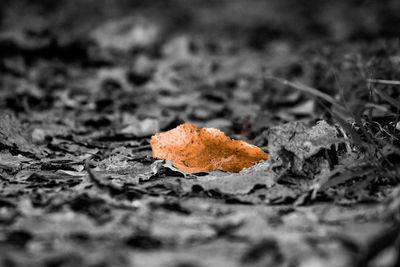 Close-up of autumn leaf