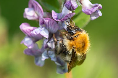 Macro shot of a common carder bee pollinating a bush vetch flower