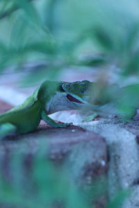 Close-up of lizard