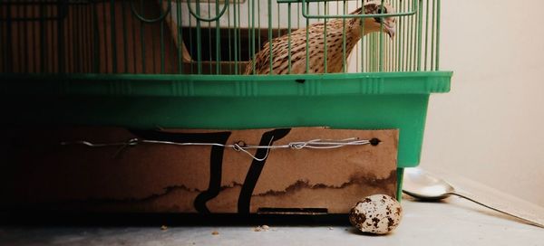 Close-up of bird in cage