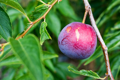 Close-up of strawberry hanging on tree