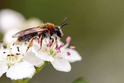 Close-up of butterfly pollinating on flower