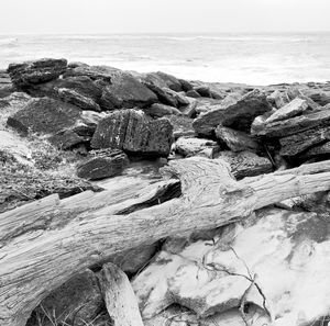 Driftwood on beach against sky