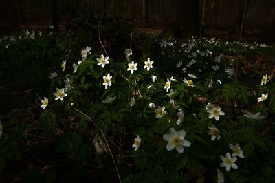 Flowers blooming outdoors