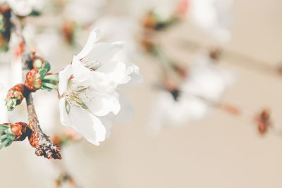 Flowering tree