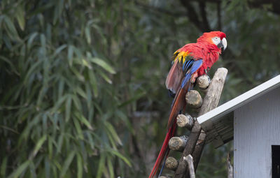 View of parrot perching on wood