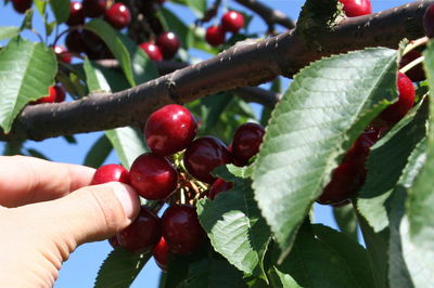 Close-up of red berries growing on tree