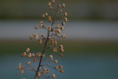 Close-up of flowering plant against sky