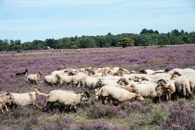 View of sheep on field against sky