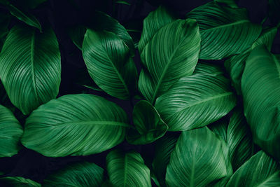 Full frame shot of green leaves