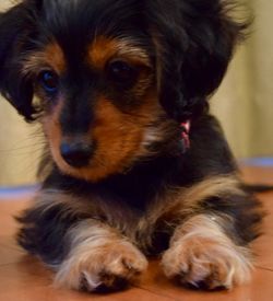 Portrait of a dog