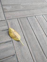High angle view of banana leaf on footpath