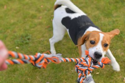 The dog is playing tug-of-war with the rope. playful dog with toy. tug of war between master and