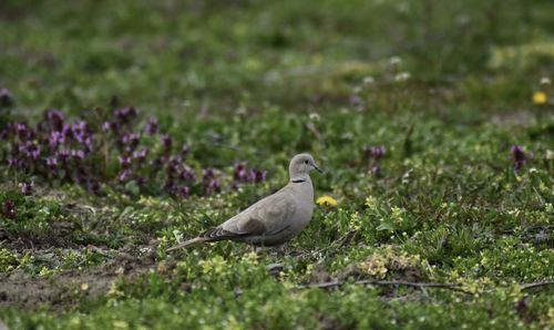 Bird perching on a field