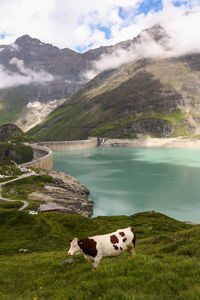 Sheep on lake by mountain against sky