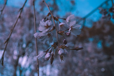 Close-up of cherry blossoms in spring