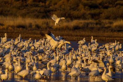 Seagulls flying over lake