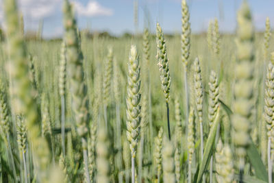 Green wheat in a field in summer. selective focus.