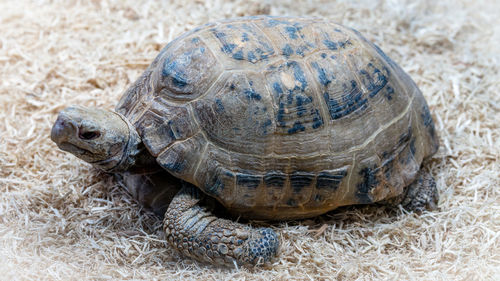 Close-up of tortoise in grass