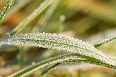 Close-up of wet plant leaves