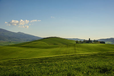 Scenic view of agricultural field against sky