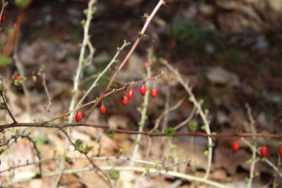 Close-up of plant against blurred background