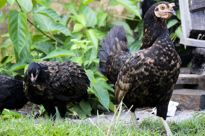 Ducks in a field