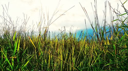 Close-up of grass growing on field against sky